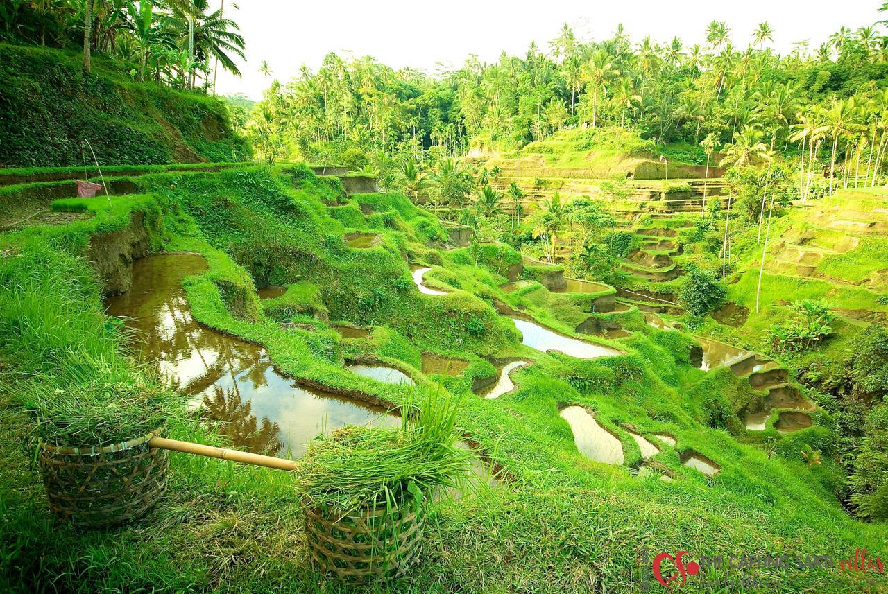 Capung Sakti Villas Ubud Exterior foto